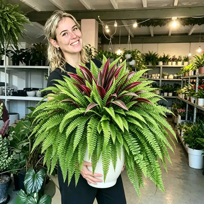 Natuurlijke Kunstplant | Dracaena & Bostonvaren